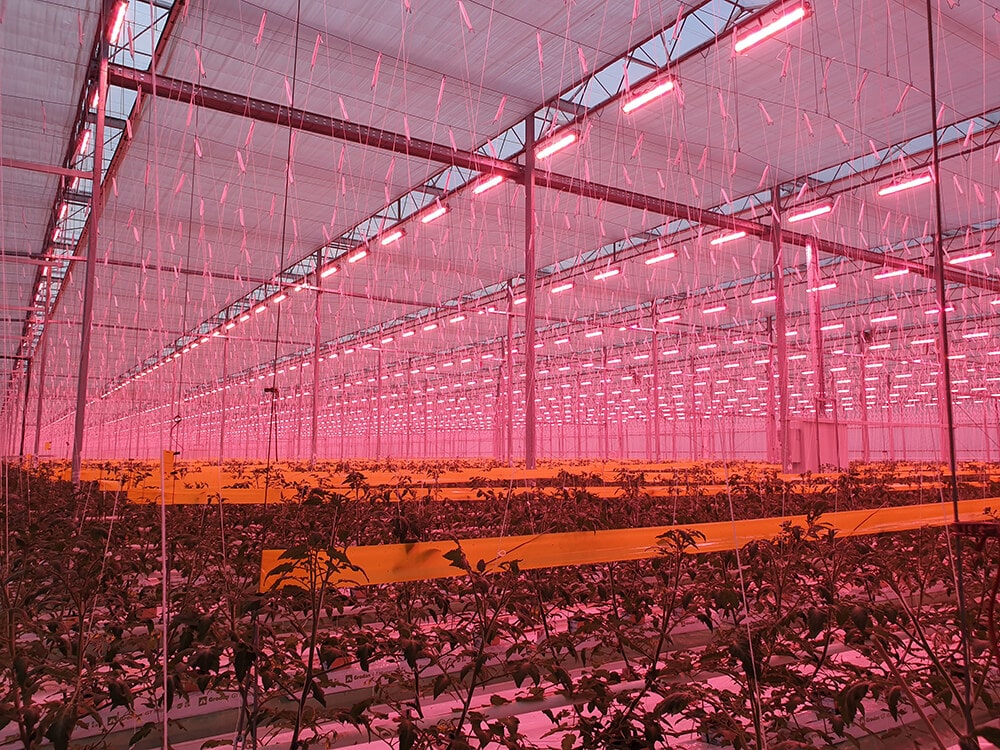 Hód-Tomato is reaping a bountiful harvest of healthy tomatoes with the Flexi-Grow Toplight