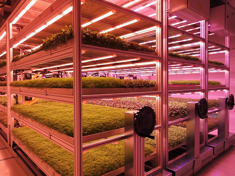 Food Autonomy luminaires in the service of Tungsram’s R&D vertical farm