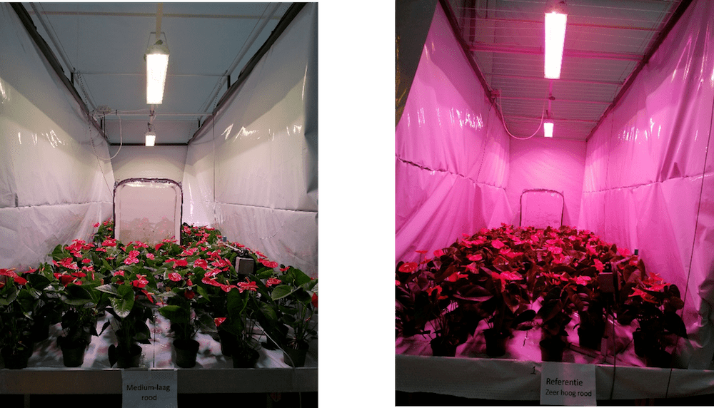 Wageningen University joined forces with Food Autonomy to deliver the best lighting conditions for pot anthurium grown in greenhouse conditions