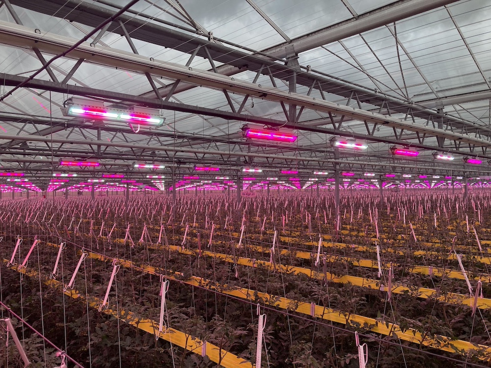 Major German Tomato and Pepper Producer Continues to Reorder Food Autonomy Toplights