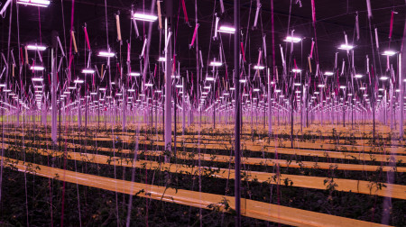 Dutch tomato giant Lans Group reduces energy costs by installing LEDFan toplights on 27 hectares