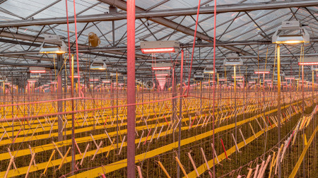 Dutch Tomato Giant Lans Group Reduces Energy Costs by Installing LEDFan Toplights on 27 Hectares